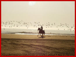 HORSE RIDING ON HUA HIN BEACH